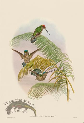 Gould Hummingbird 361